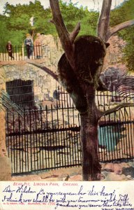 Bear Pit At Lincoln Park Zoo Chicago Illinois 1907