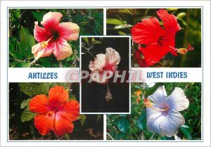 Postcard Modern Antilles West Indies Hibiscus rosa sinensis