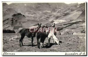 Old Postcard Llamas Lama Ecuador