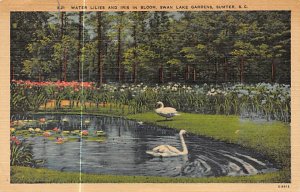 Water Lillies Swan lake Gardens Sumter, South Carolina  