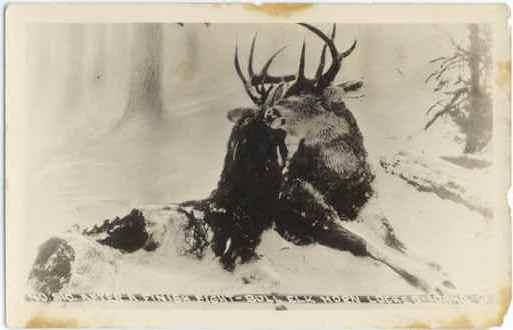 RPPC of After a Finish Fight, Bull Elk Locked, Idaho, ID