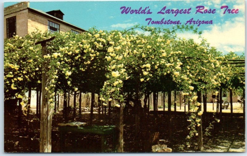 Postcard - The World's Largest Rose Tree at Tombstone, Arizona