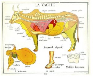 The Cow Cattle Vache Skeleton Farm Old School Chart Educational Postcard