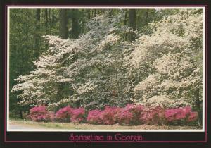 Springtime in Georgia - Flowers - Azaleas and Dogwood