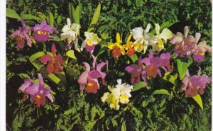 Florida St Petersburg Beautiful Orchids At Small's Orchid Gardens 1963