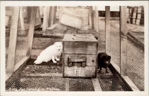 Fox Farming in Alaska AK White Fox Blue Fox Farm Kennel Real Photo Postcard E51