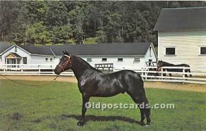 Morgan Black Stallion, Green Mountain Stock Farm Randolph, Vermont, VT, USA H...