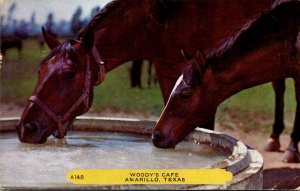 Horses Hello From Woody's cafe Amarillo Texas 1956