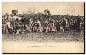 Old Postcard Folklore The harvest in the Pyrenees OrientalesTOP