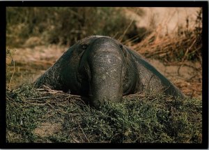 NORTHERN ELEPHANT SEAL Año Nuevo State Reserve California 5x7 Postcard KN