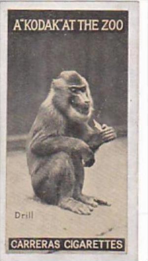 Carreras Cigarette Card Kodak At Zoo 1st Series No 42 Drill