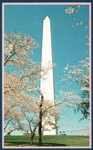 Postcard Washington Monument Japanese Cherry Trees Blossom Washington DC