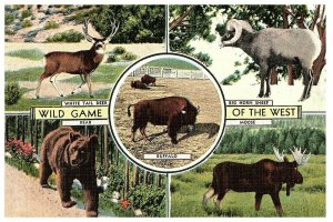 WILD GAME OF THE WEST  Bear~Moose~Big Horn Sheep~Deer  c1940's Postcard