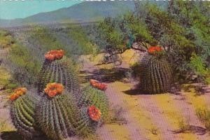 Barrel Cactus On The Desert