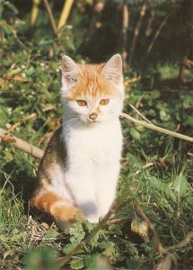 Red and white tabby cat Nice modern German photo postcard