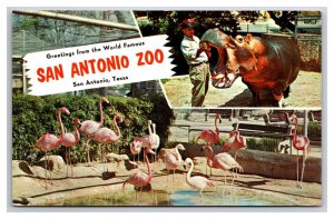 Multivew Greetings From San Antonio Zoo Texas TX UNP Chrome Postcard V22
