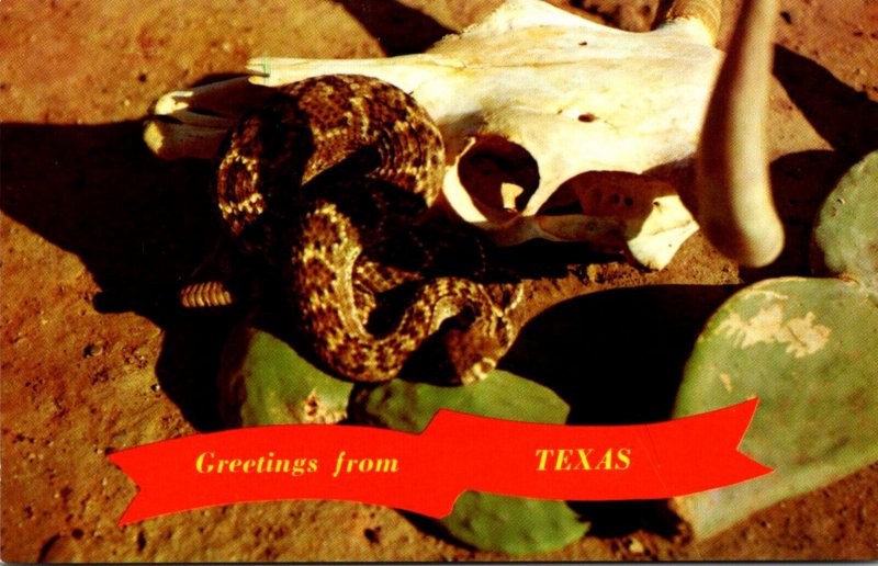 Diamond  Back Rattlesnake Greetings From Texas
