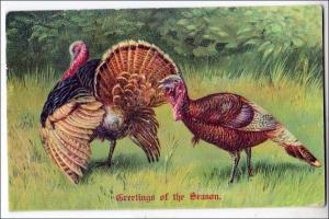 Greeting -Thanksgiving, Pair of Turkeys