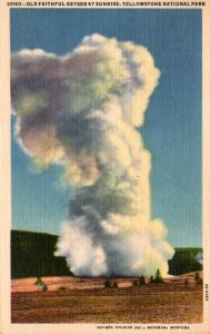 Yellowstone National Park Old Faithful Geyser At Sunrise 1954 Curteich