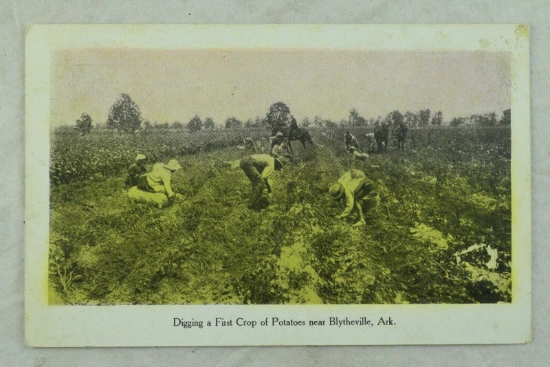 Blytheville, Ark. Digging Potatoes, Hand Colored Vintage Postcard P45