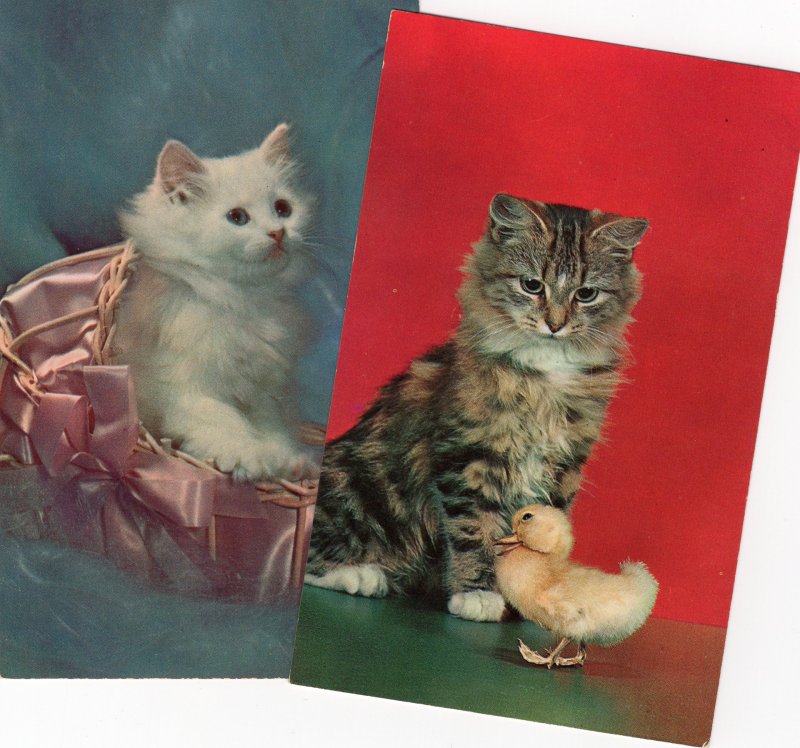 Two Fluffy Kittens / Cats With Duckling, Full Color Postcards, Portraits