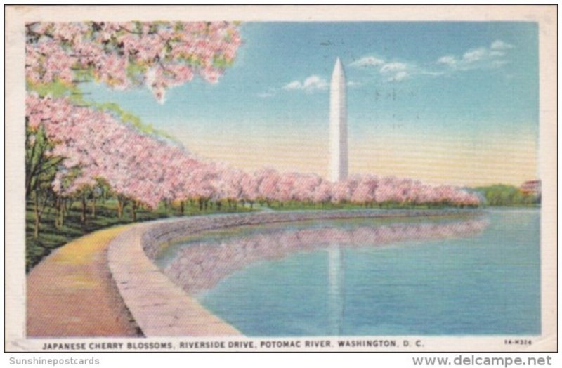 Flowers Washington Monument Riverside Drive Along Potomac River With Cherry B...