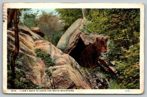 White Mountains  Black Bear Cub  New Hampshire  Postcard  1929