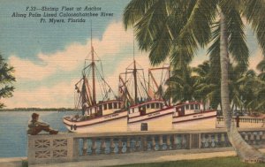 Vintage Postcard Shrimp Fleet Anchor Palm Caloosahatchee River Ft. Myers Florida