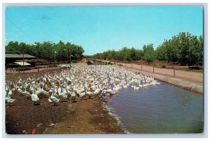 Las Cruces New Mexico Postcard Stahmann Farms Pecan Grove c1965 Vintage Antique