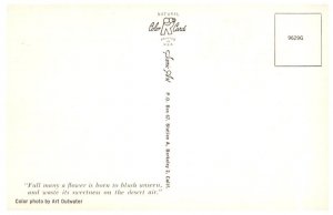 Desert Scenery Cactus Postcard