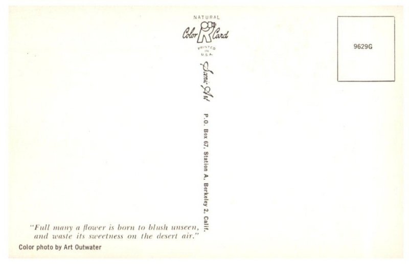 Desert Scenery Cactus Postcard