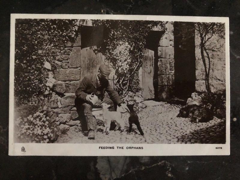 Mint England Real Picture Postcard Feeding The Orphans Lambs