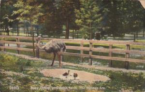 Arkansas Hot Springs Baby Ostrich At Ostrich Farm 1909