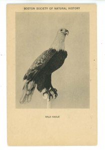 Birds - Bald Eagle