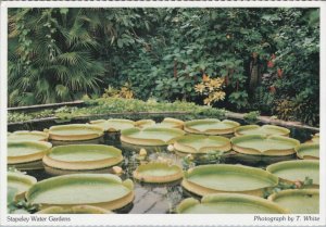 Nature Postcard - Stapeley Water Gardens, Nantwich, Cheshire RR13570