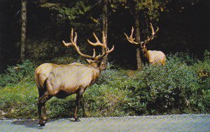 Canada Bull Elk Canadian Rockies