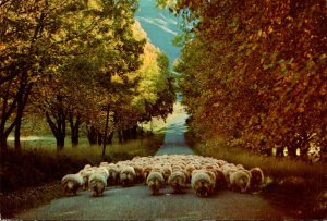 New Zealand Flock Of Sheep 1971