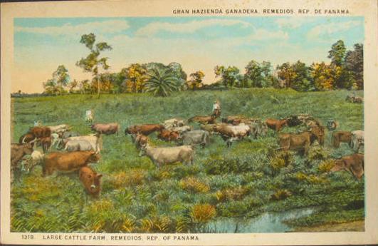 Panama Cattle Cow Farm c1910 Postcard