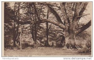 Scenic View, The Knightwood Oak, New Forest, Hampshire, England