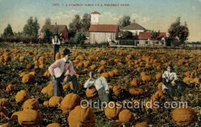 Pumpkin Field Farming Old Vintage Antique Postcard Post Card  Pumpkin Field