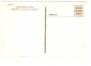 Picking Oranges in Florida, Farmers on Ladders