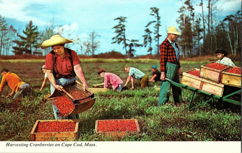 Harvesting Cranberries on Cape Cod Mass.Vintage Standard View Postcard #4 