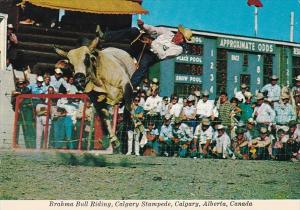 Canada Calgary Brahma Bull Riding Calgary Stampede Rodeo