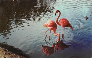 Flamingos Florida, USA 1974 postal marking on front