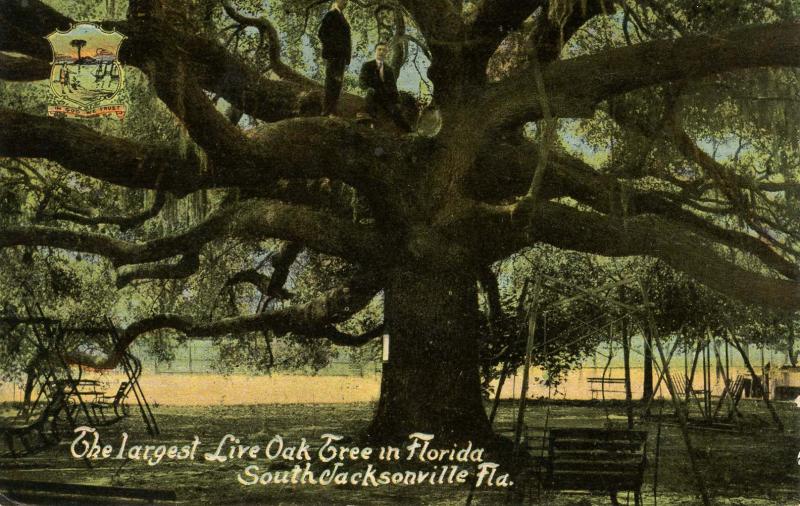 FL - South Jacksonville. Largest Live Oak Tree in Florida