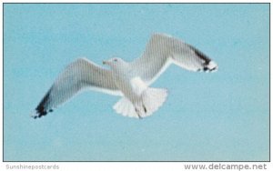 Birds Maine Sea Gull In Flight