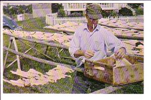 Fisherman Drying Salt Cod, Marine Highway Route 7, Nova Scotia