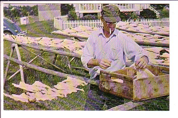 Fisherman Drying Salt Cod, Marine Highway Route 7, Nova Scotia