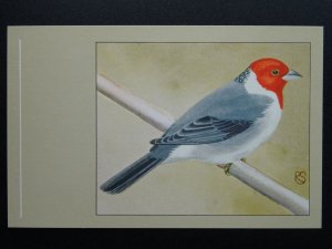 Bird Theme POPE CARDINAL c1950s Postcard by P. Sluis Series 4 No.39