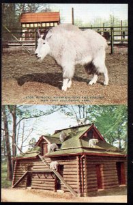 New York Zoological Park Rocky Mountain Goat and Shelter DB